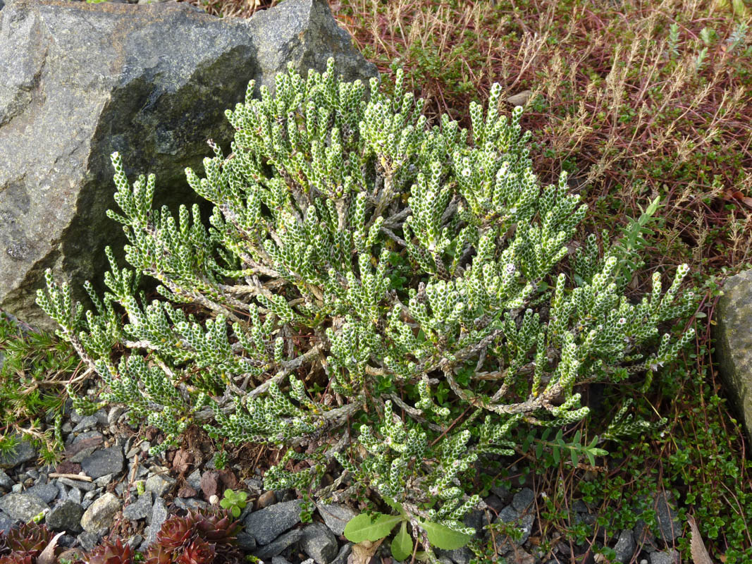 Ozothamnus selago var tumidum photo